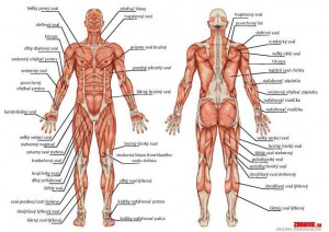 --udske-telo-svalova-sustava.jpg