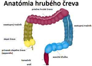 anatomia-hrubeho-creva.png